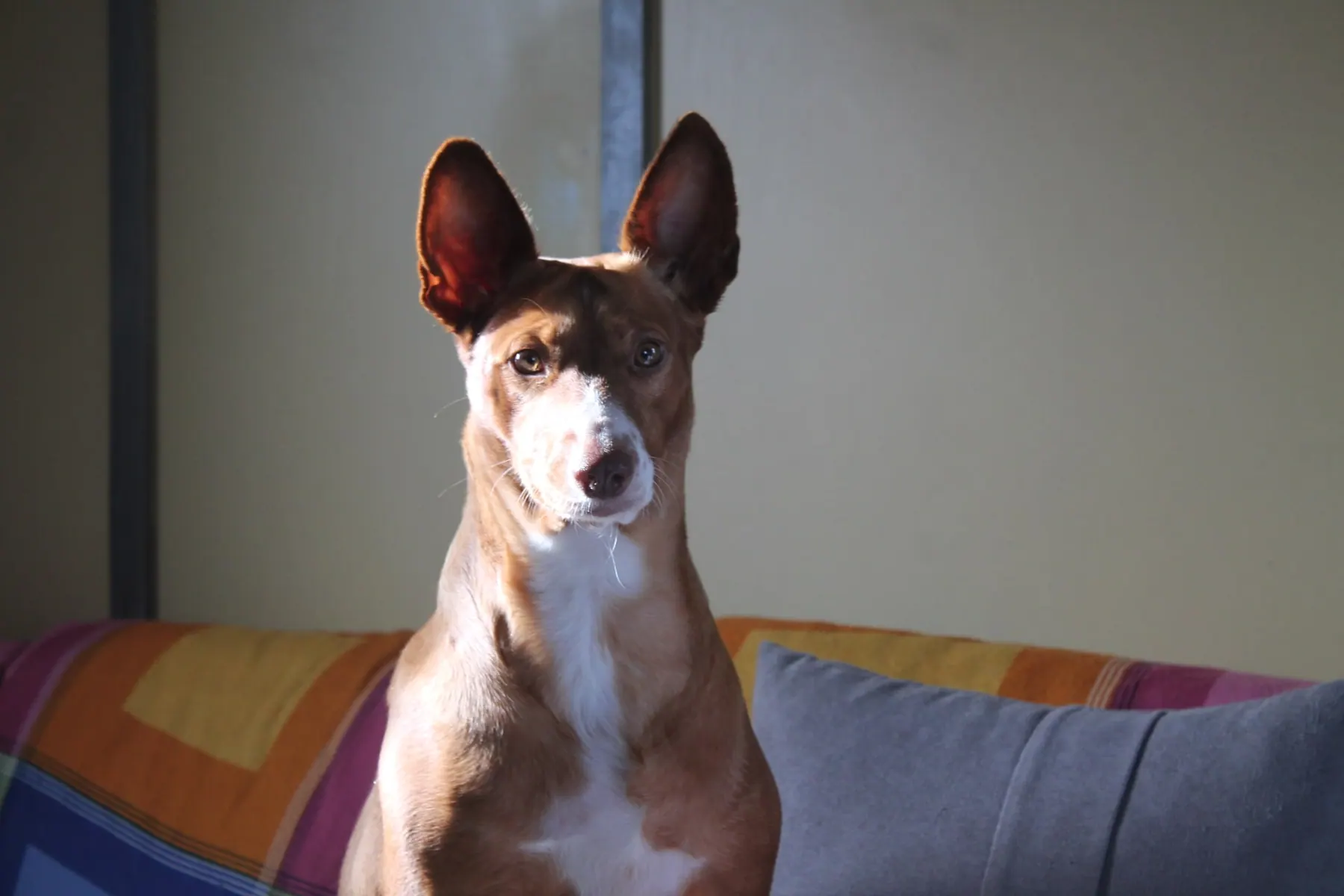 Âmar