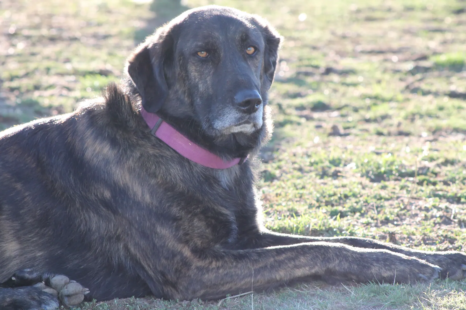 Otto