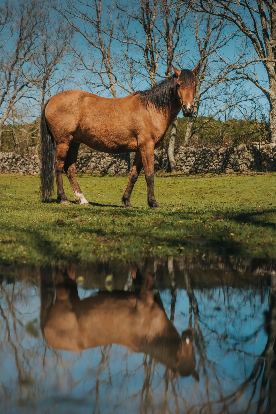 Un caballo junto al agua en el Santuario