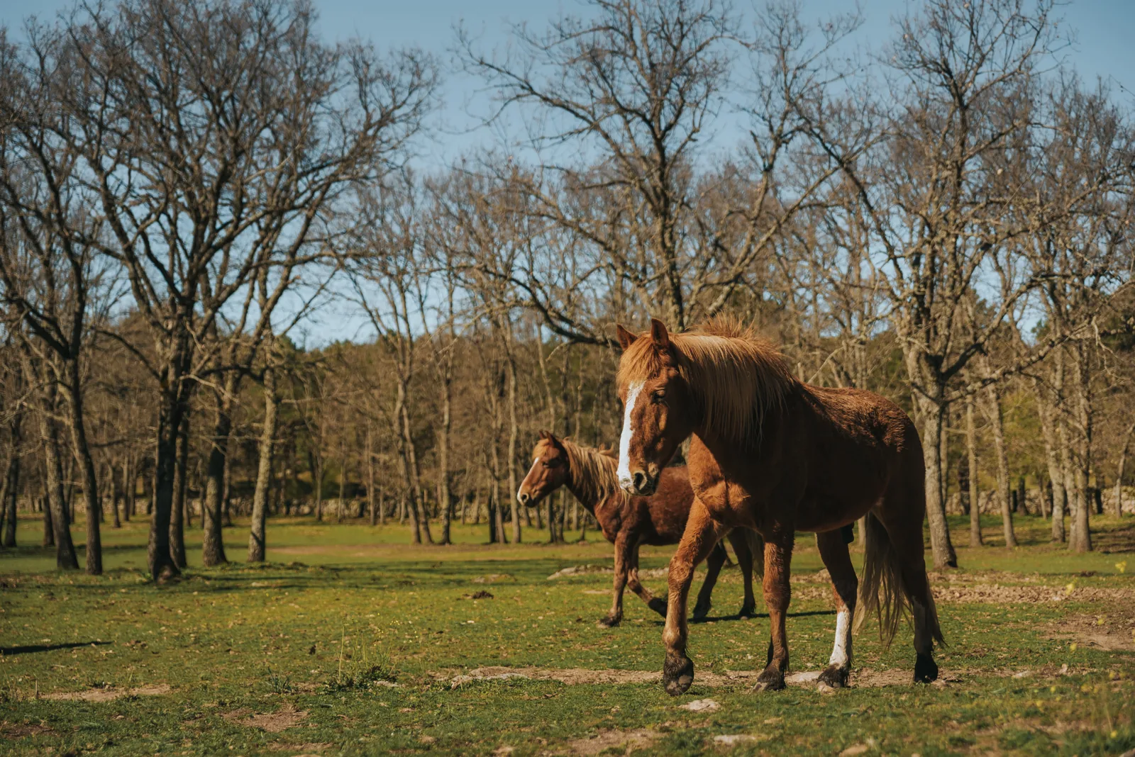 Caballos en el entorno natural del Santuario