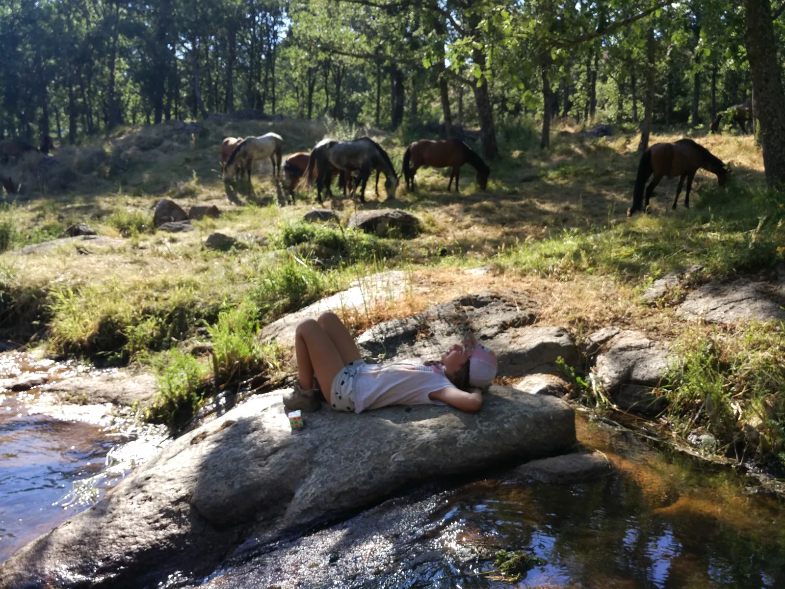 Descanso junto al río y la manada