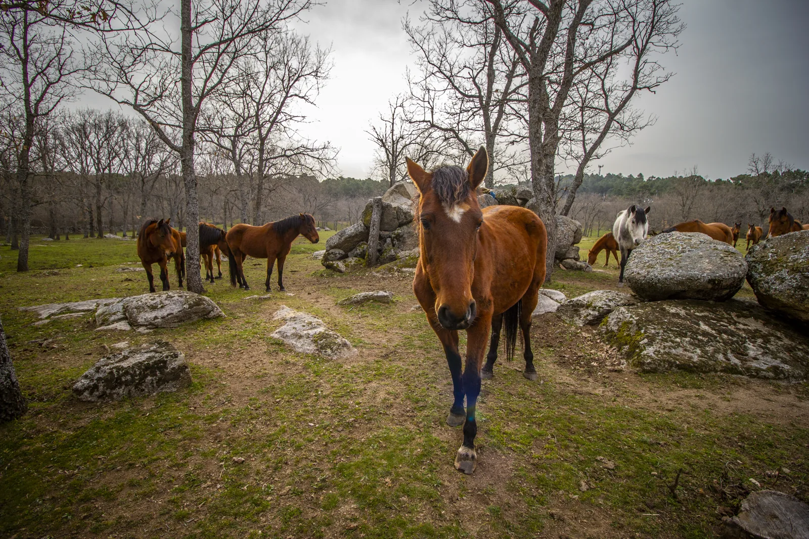 La manada en el campo